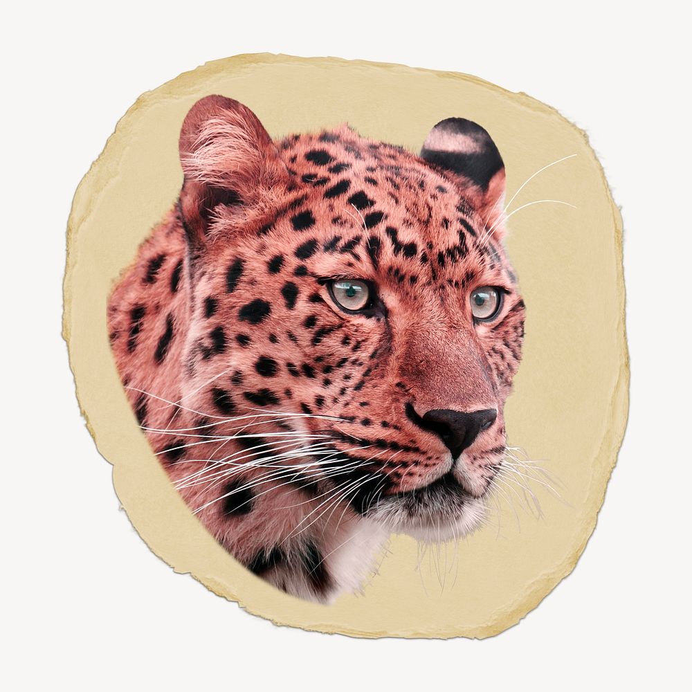 Leopard tiger ripped paper, wild animal graphic