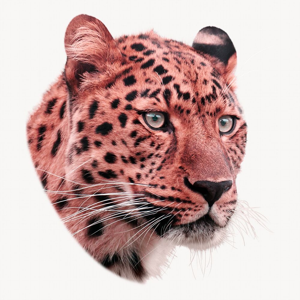 Leopard tiger, wild animal isolated image