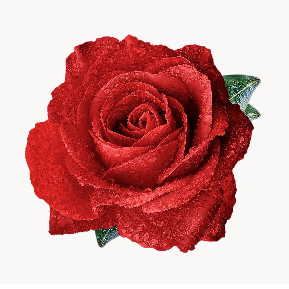 Red rose flower sticker, Valentine's image psd
