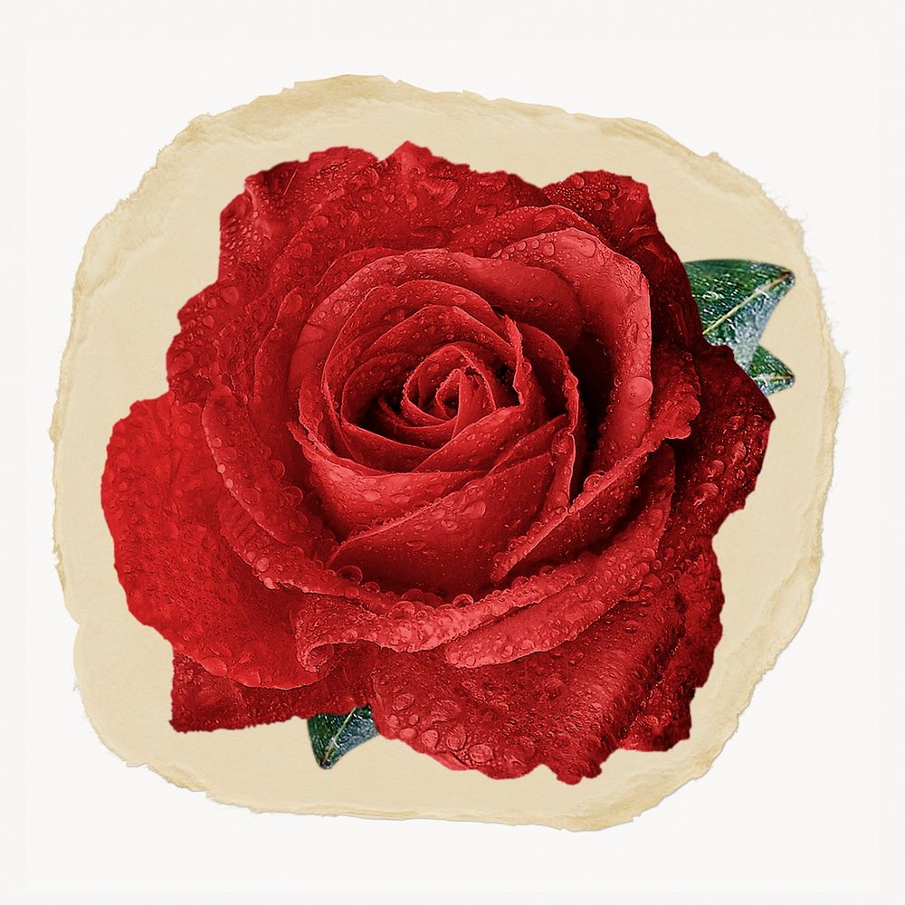 Red rose flower ripped paper, Valentine's graphic
