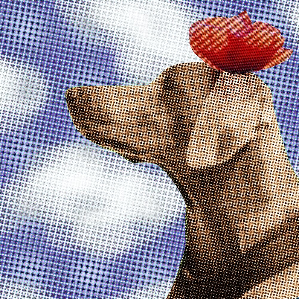 Cute Weimaraner dog with a poppy flower portrait