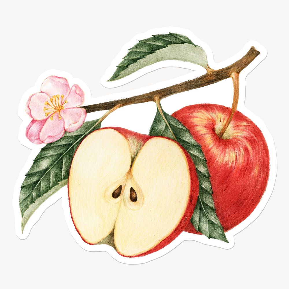 Red apple, fruit, drawing illustration