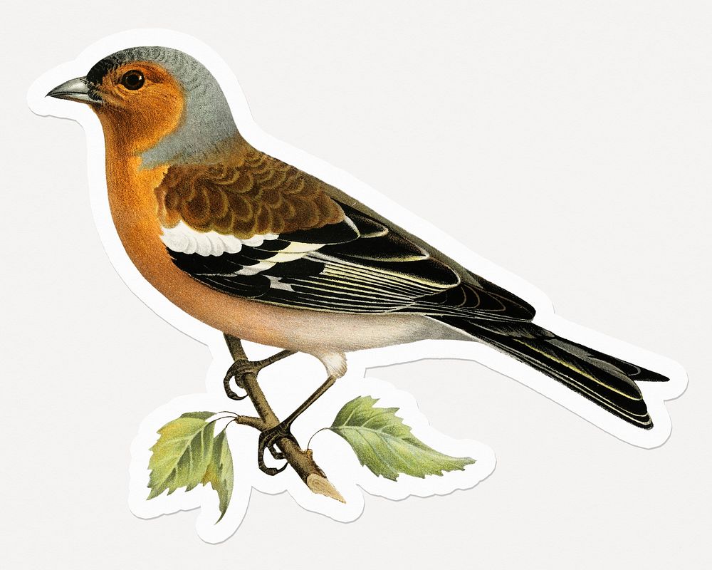 Chaffinch male bird, animal, colorful illustration