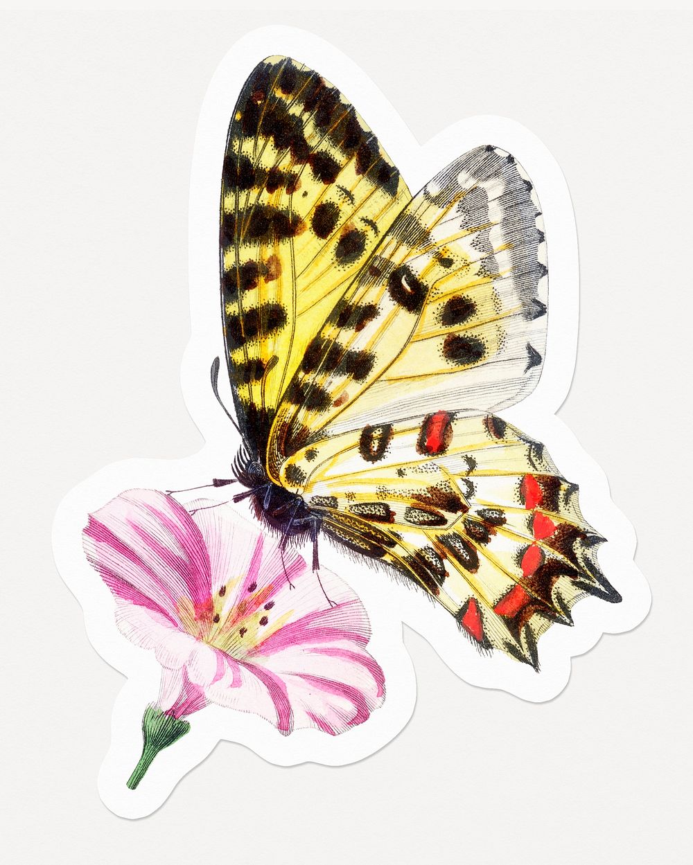 Butterfly on pink flower, animal illustration
