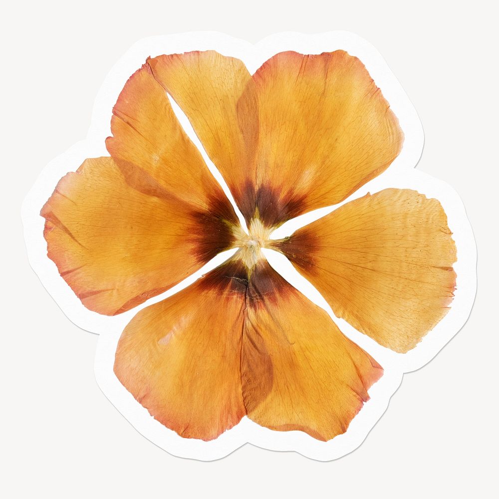 Dried yellow anemone flower, off white design