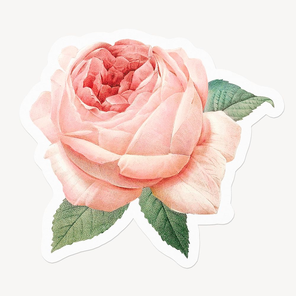 Pink rose, aesthetic flower design Premium Photo rawpixel