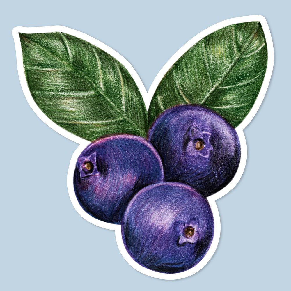 Vintage purple blueberries sticker psd botanical illustration