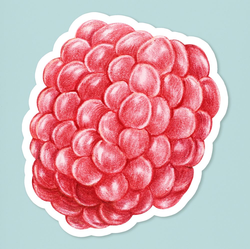 Fresh red raspberry illustration psd food drawing