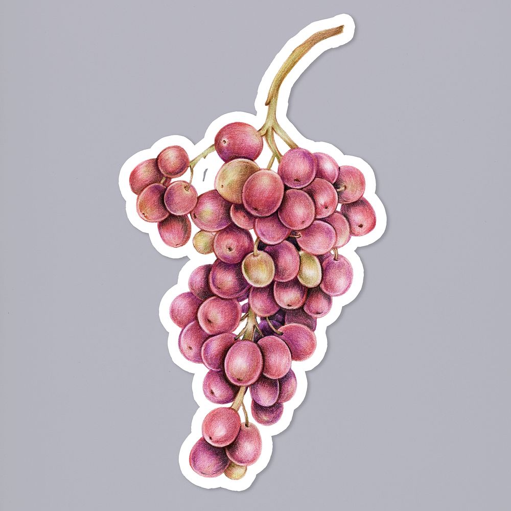 Summer fruit psd grape illustration hand drawn
