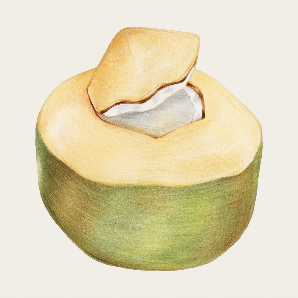 Fresh coconut hand-drawn vector in color-pencil
