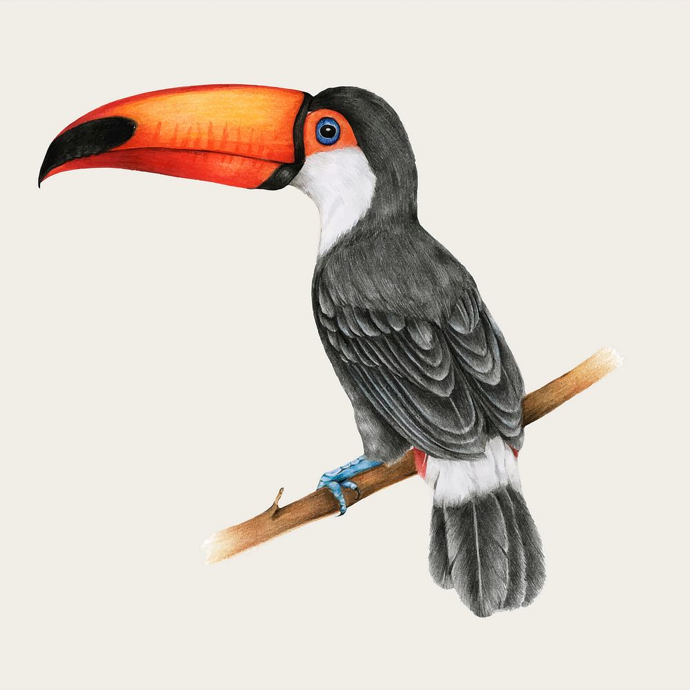 Hornbill vintage hand-drawn vector in color-pencil