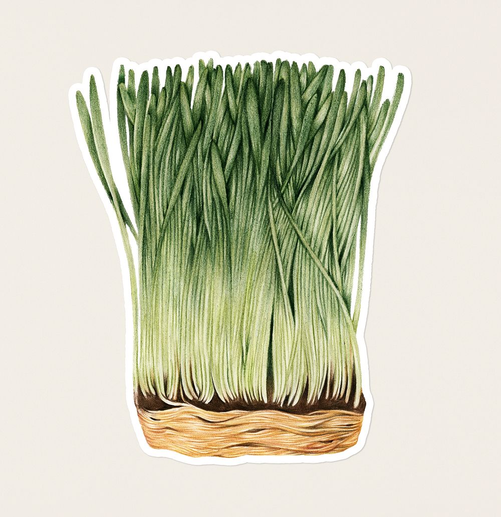 Hand drawn wheatgrass sticker with a white border