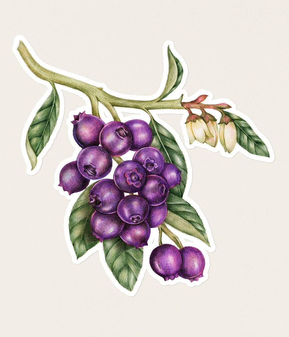 Hand drawn blueberry fruit sticker with a white border on a white background