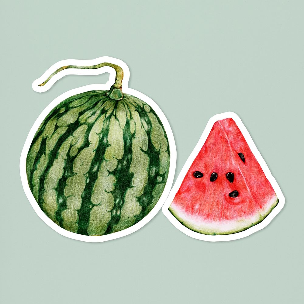 Summer fruit psd watermelon illustration hand drawn