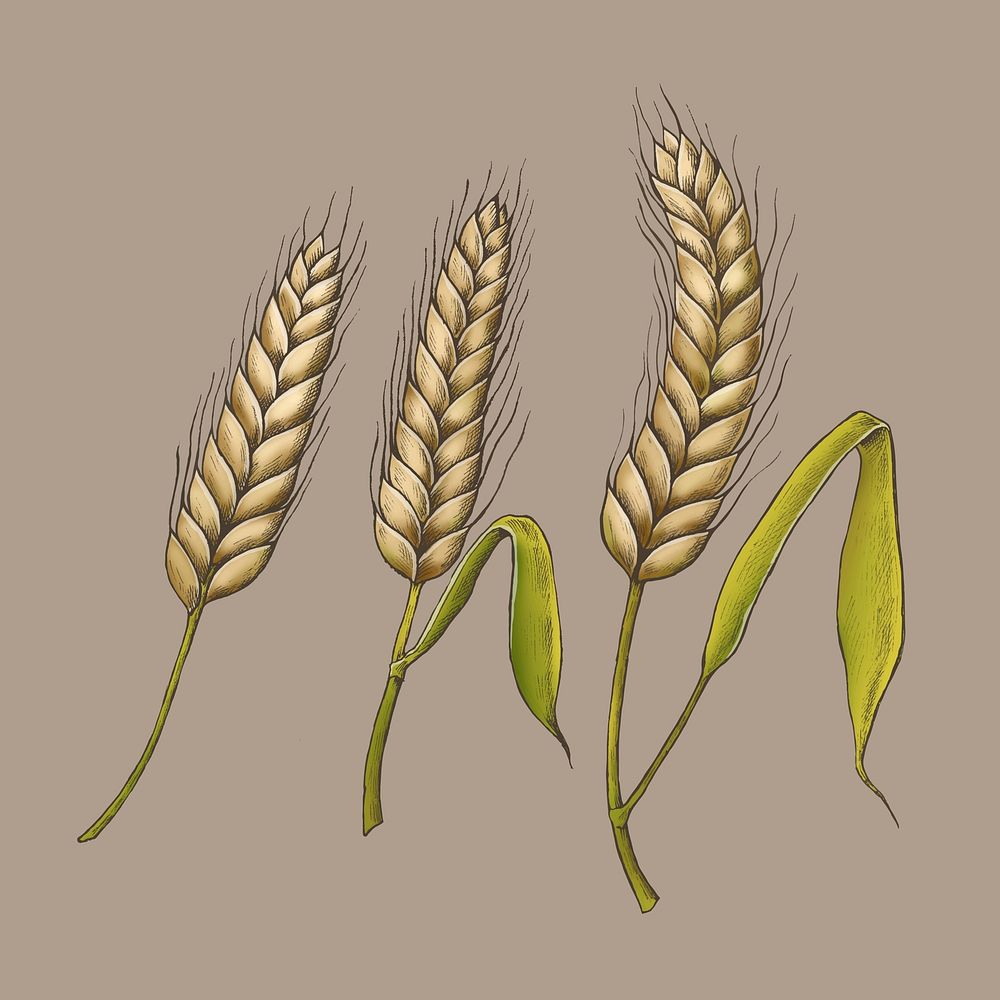 Raw organic wheat ears vector