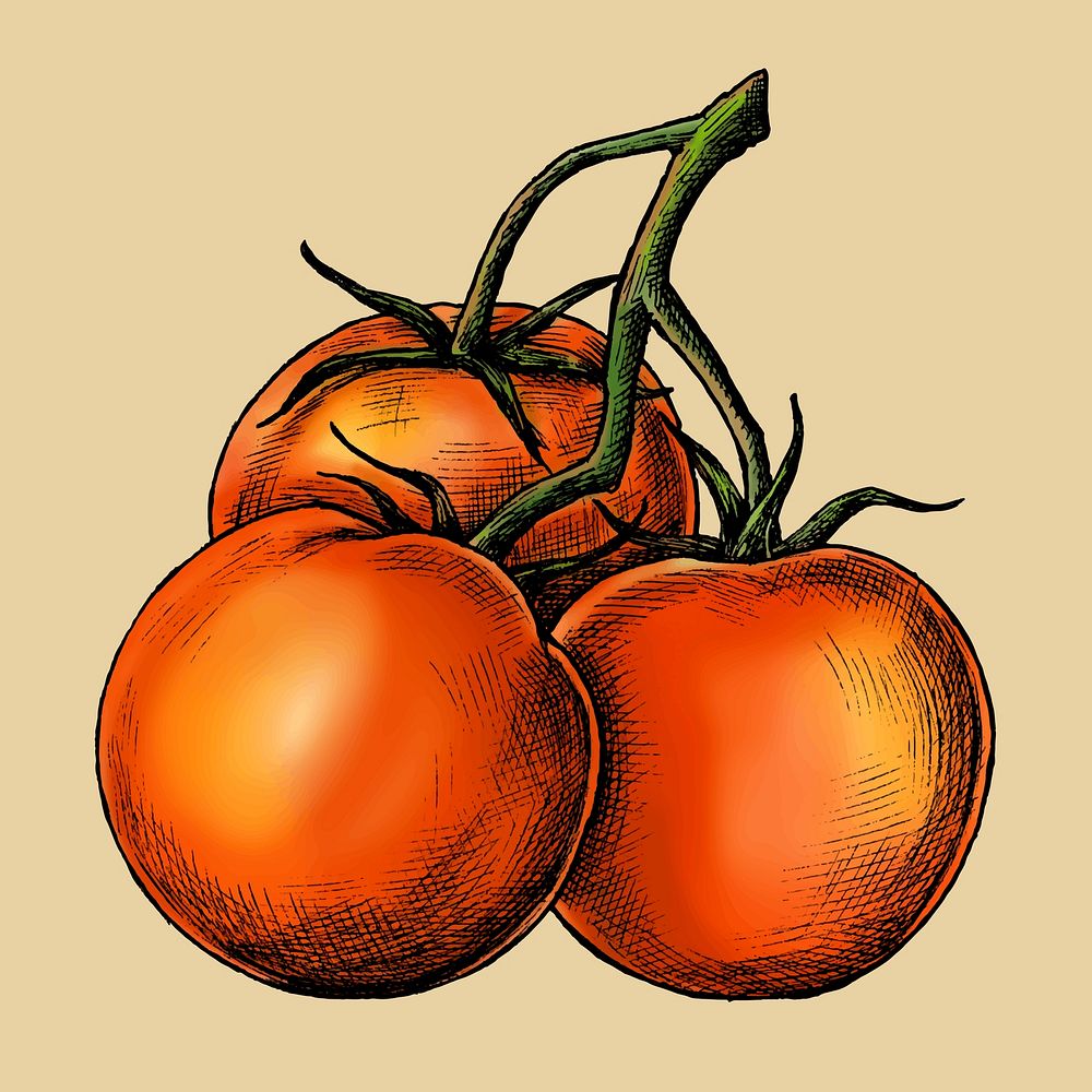 Fresh organic ripe tomato vector
