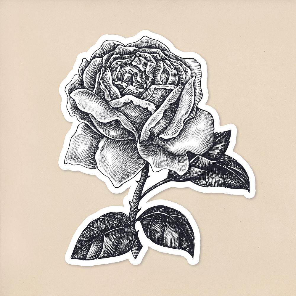 Hand drawn blooming rose sticker