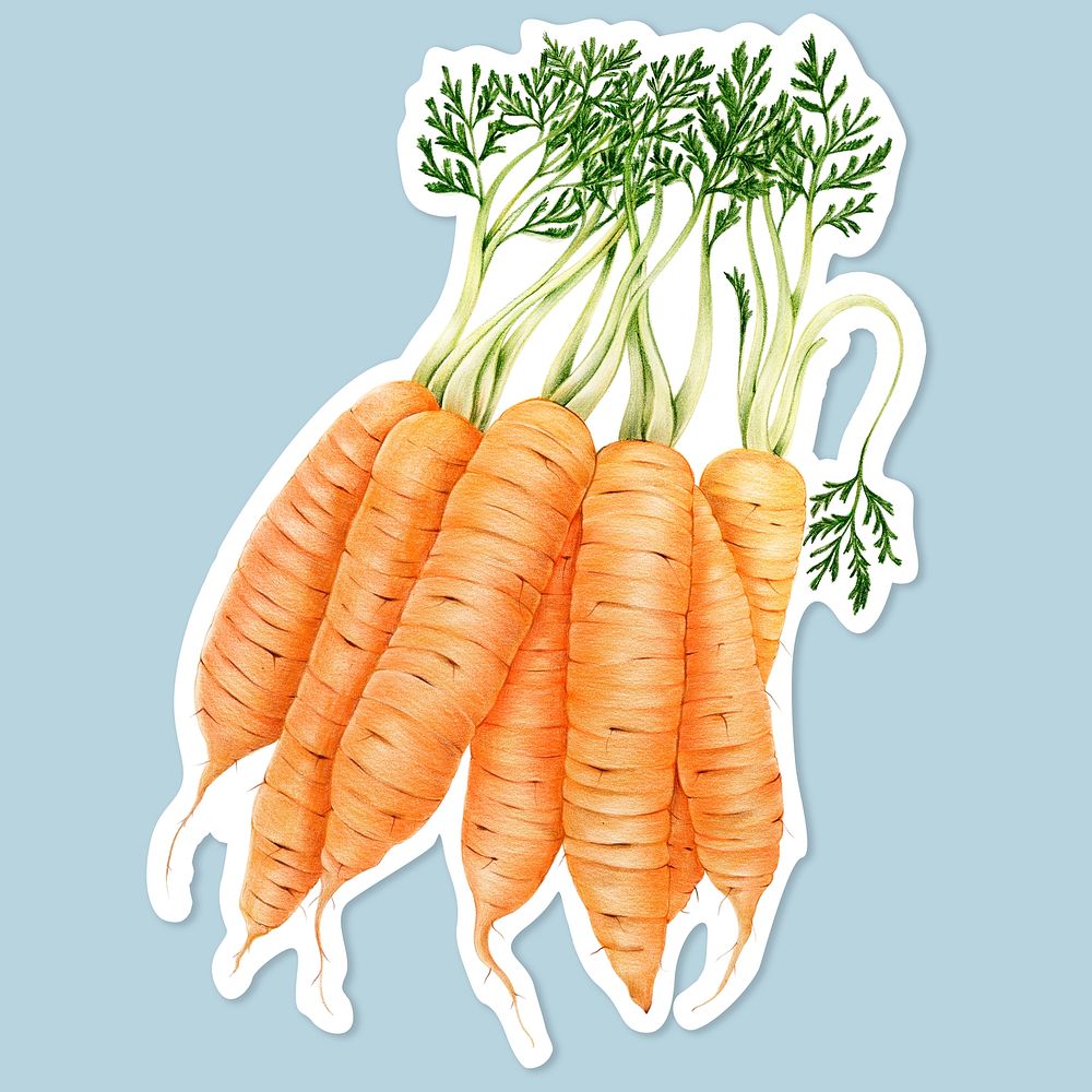 Fresh carrot vegetable psd illustration botanical hand drawn