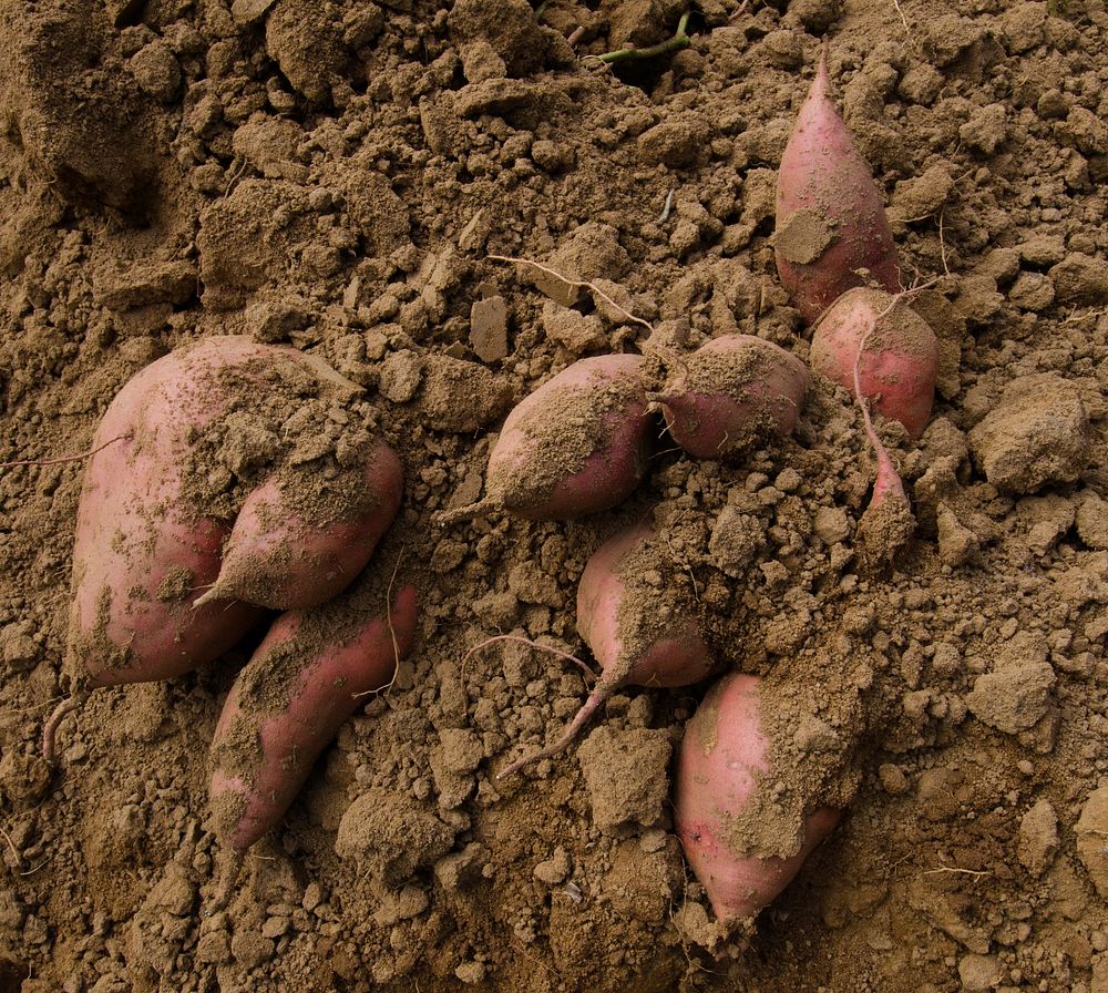 Harvested hand picked large sweet potatoes, at Kirby Farms in Mechanicsville, VA on Friday, Sept. 20, 2013.