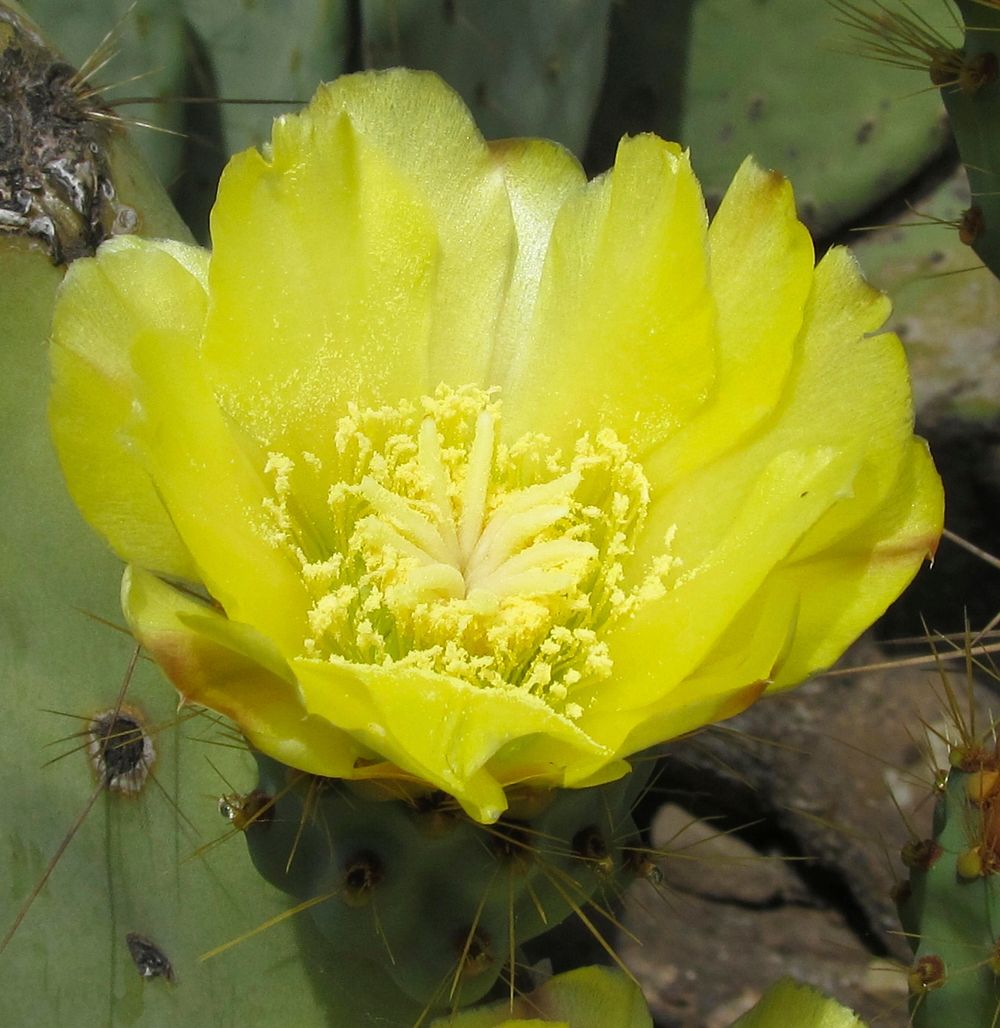 Coastal Prickly Pear. Opuntia stricta. Spring bloomer. Original public domain image from Flickr
