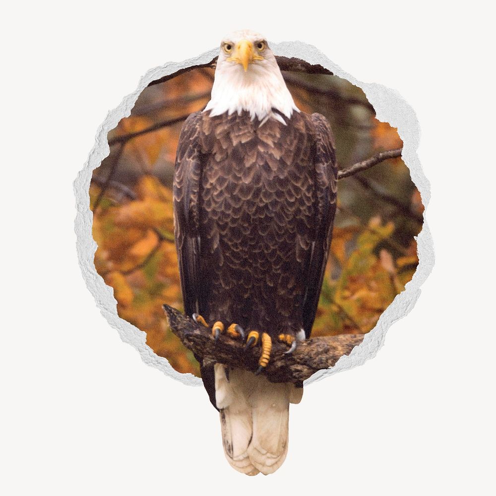 Autumn eagle bird ripped paper badge, animal photo