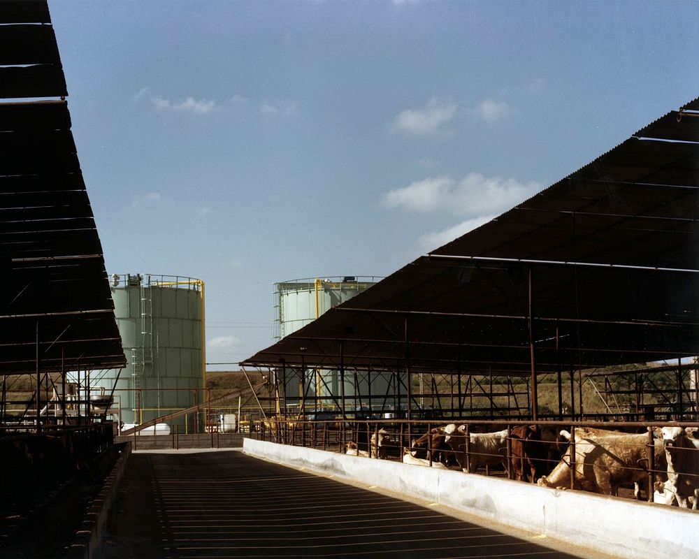 Cattle pens with fermentation tanks in background.