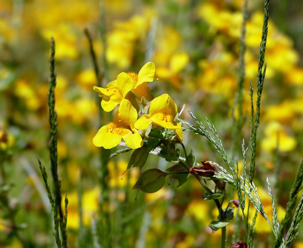 Yellow Monkey-flower near Terrace Spring by Diane Renkin. Original public domain image from Flickr