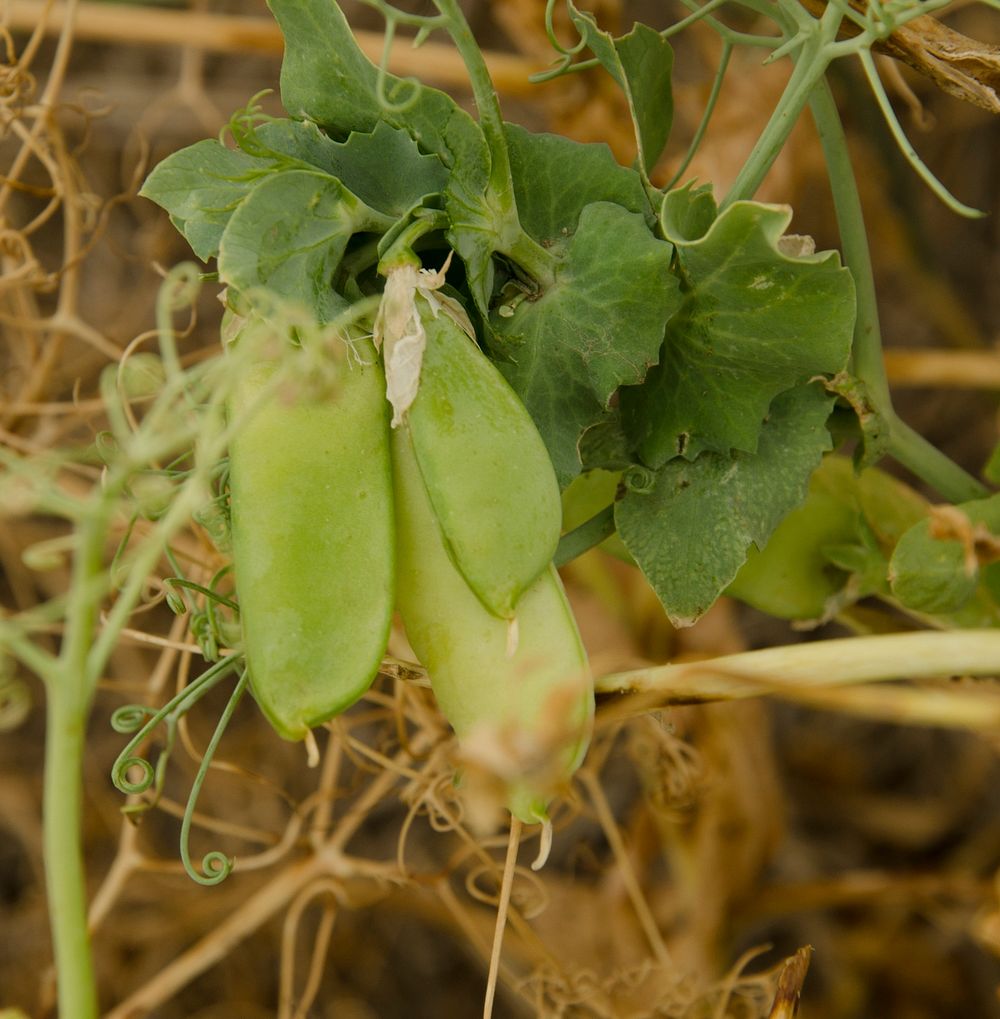 Yellow peas. Poplar, MT. July 17, 2012. Original public domain image from Flickr