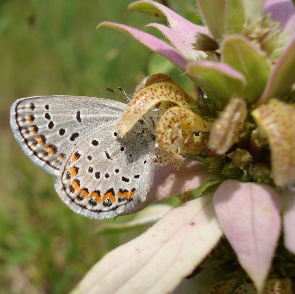 Karner Blue Butterfly - Male. Original public domain image from Flickr