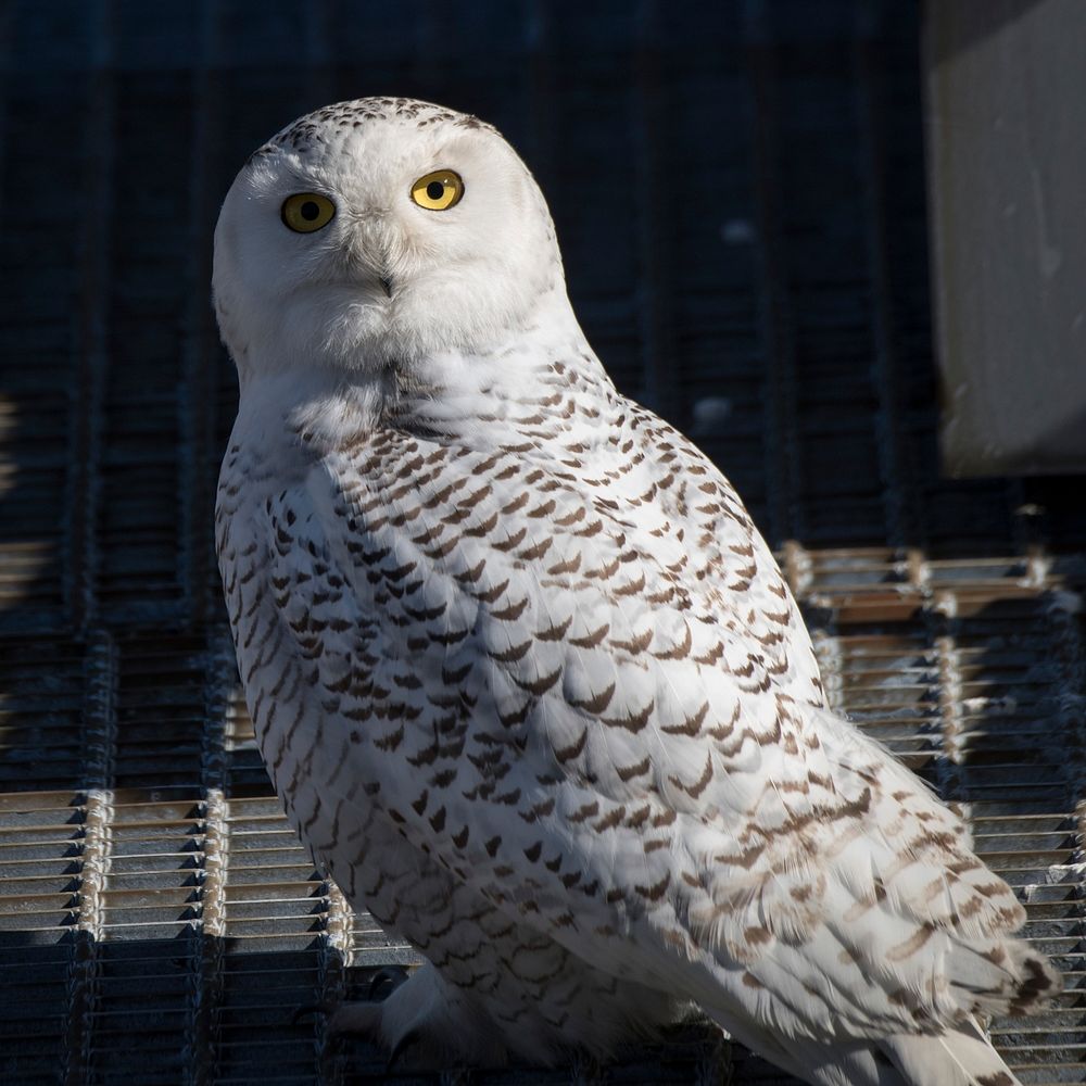 Snowy owl finds rest on the U.S. Department of Agriculture (USDA) South Building roof in Washington, D.C., on Feb 5, 2018.
