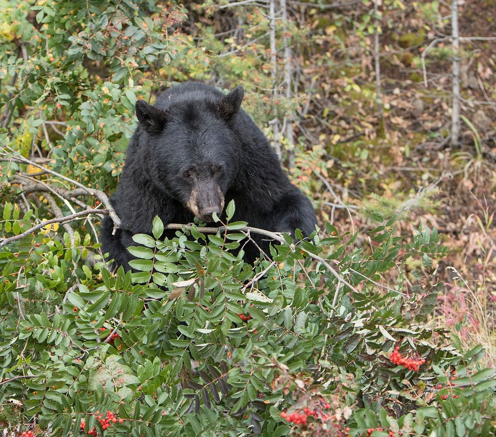 Black bear feeding on mountain ash near the Mammoth to Tower Road by Jim Peaco. Original #BS9I2384. Original public domain…