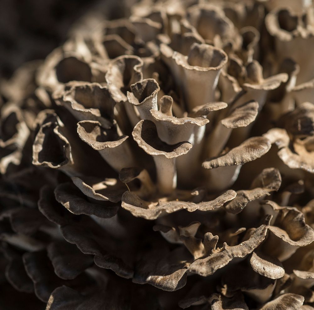 Maitake (Hen of the Woods) mushroom is one of the many varieties displayed by To-Jo Mushroom Marketing Director Pete Wilder…