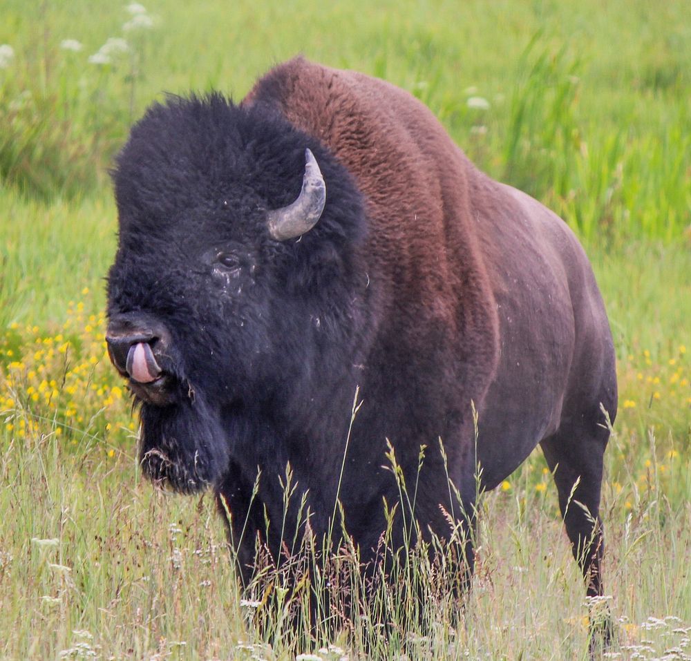 Bison by Eric Johnston. Original public domain image from Flickr