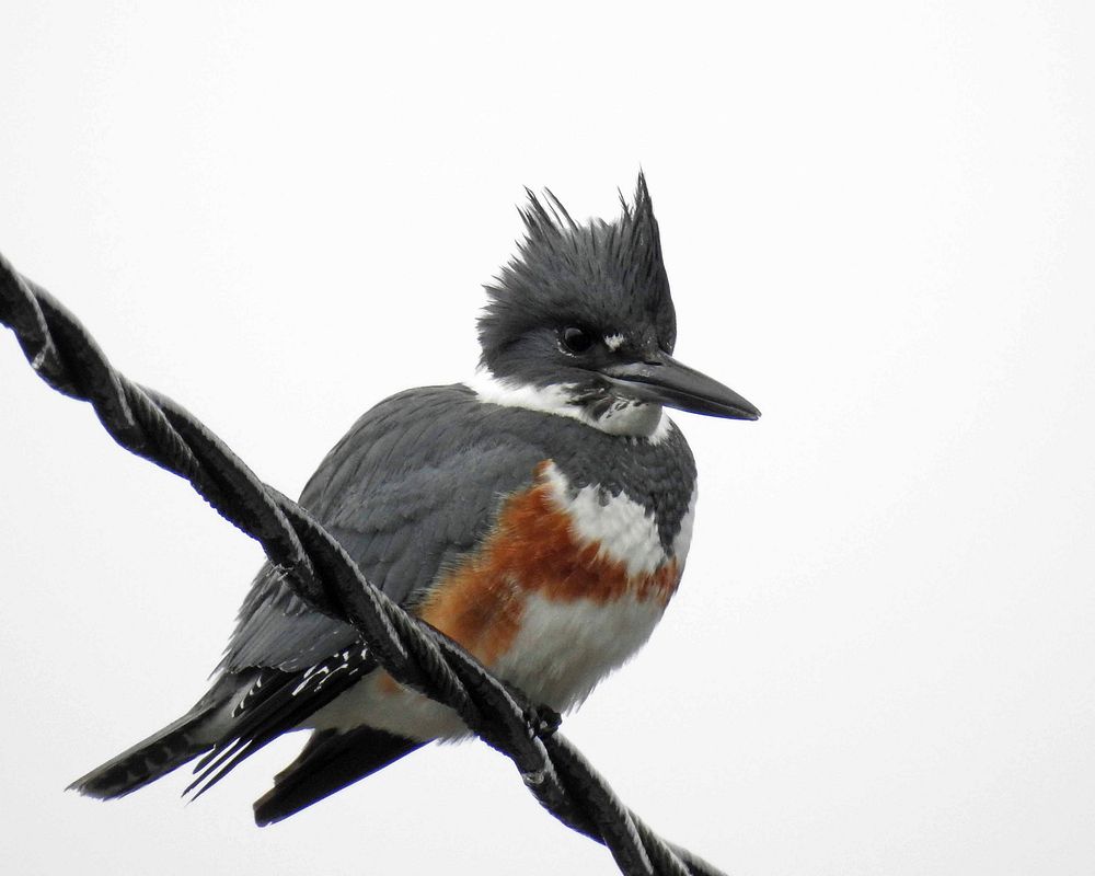 Belted Kingfisher at C.J. Brown Dam and ReservoirA beautiful Belted Kingfisher at C.J. Brown Dam and Reservoir in…