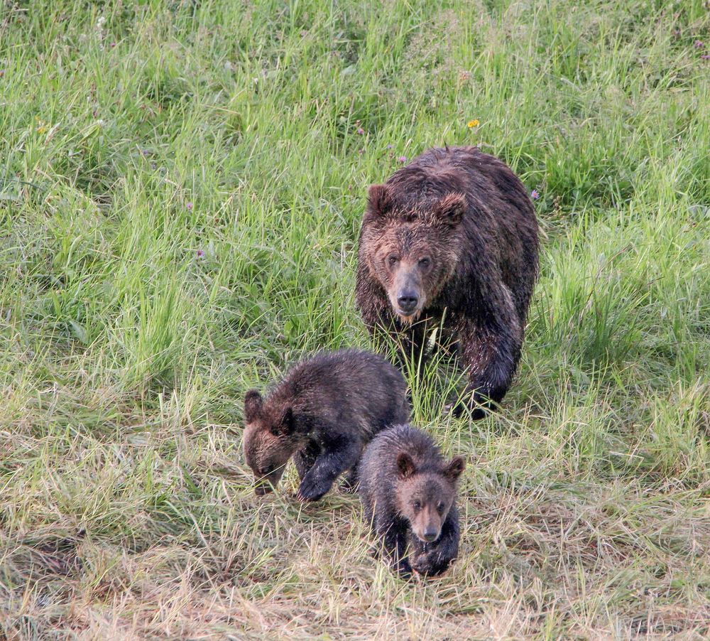Grizzly sow and cubs in Hayden Valley by Eric Johnston. Original public domain image from Flickr