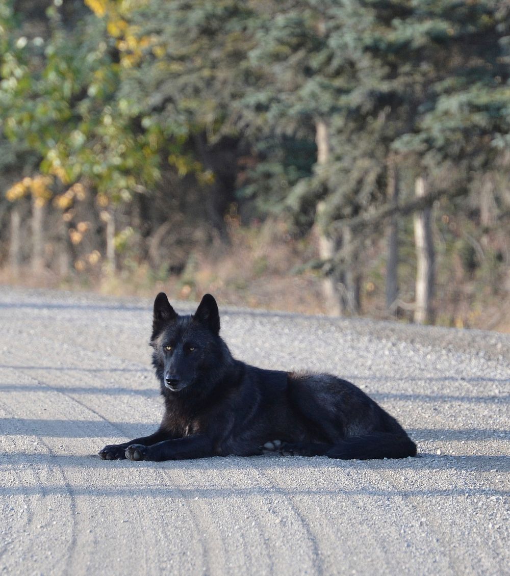 Wolf on the Park RoadA wolf stops for a short rest on the Denali Park Road near the Teklanika rest stop. Photo by Katherine…
