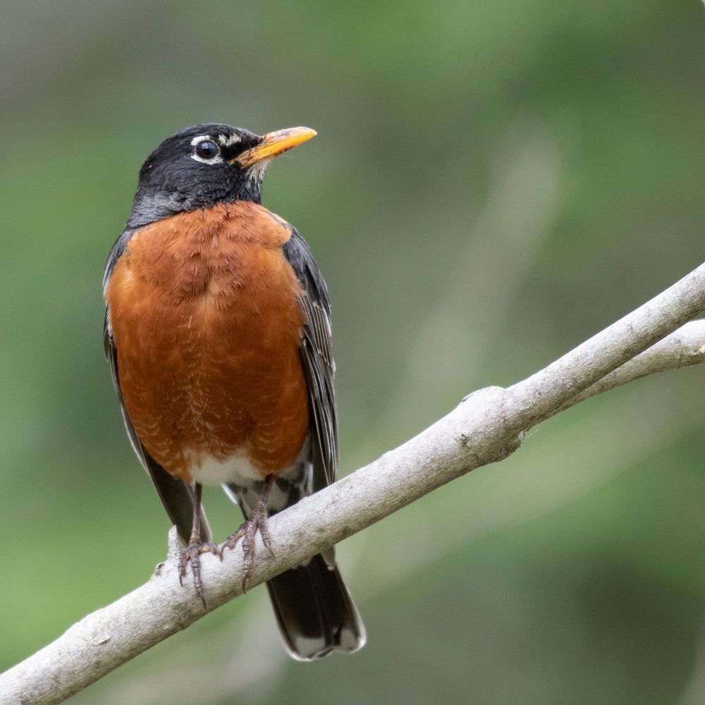 American RobinPhoto by Grayson Smith/USFWS. Original public domain image from Flickr