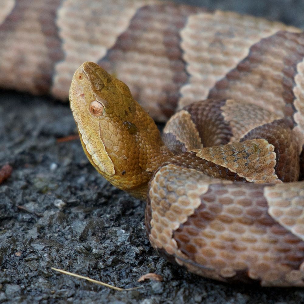 Northern CopperheadPhoto by Grayson Smith/USFWS. Original public domain image from Flickr