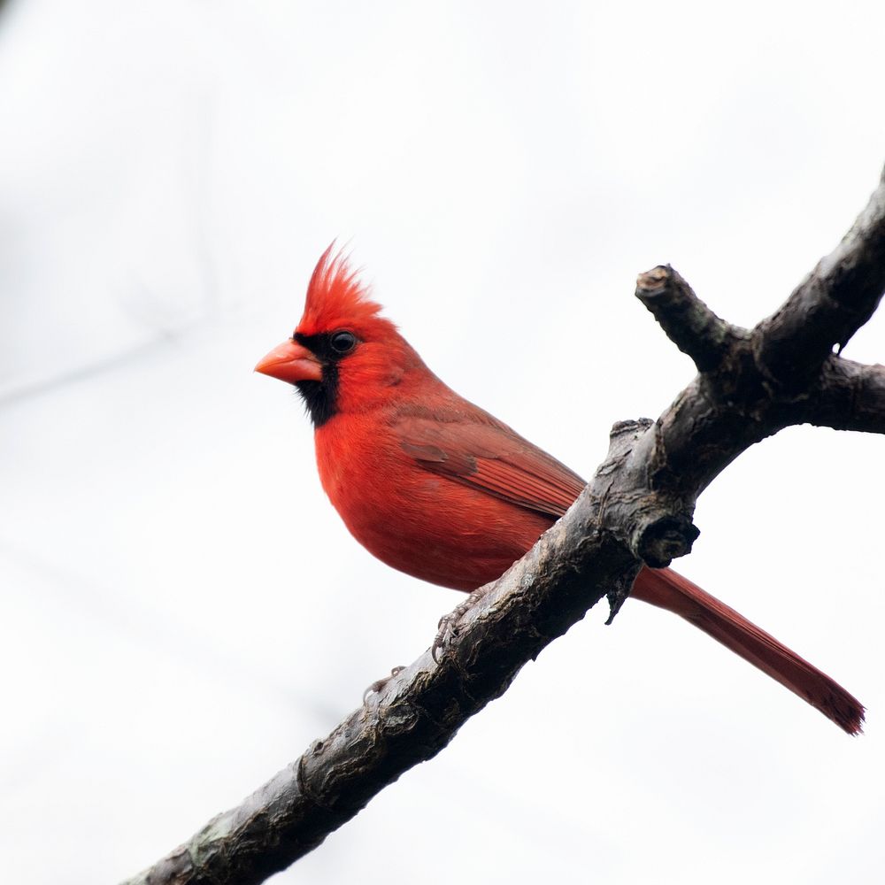 Northern CardinalPhoto by Grayson Smith/USFWS. Original public domain image from Flickr