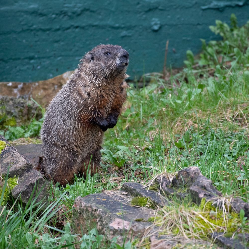 GroundhogPhoto by Grayson Smith/USFWS. Original public domain image from Flickr