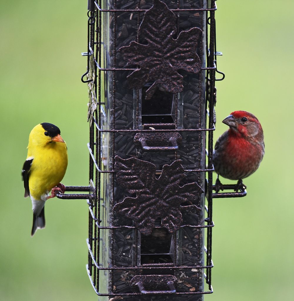 An American goldfinch and house finch visit the feederA wide variety of birds can be drawn into your yard with a simple bird…
