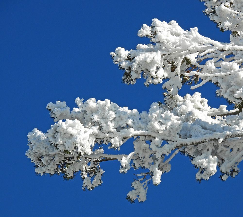 Wind Blown Frozen TreeClose up of a frozen tree limb atop Saddle Mountain. Photo taken 12-16-19 by Brady Smith. Credit:…