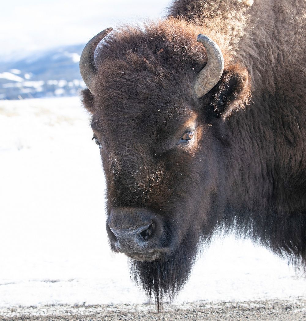 Bison on the road, close up. Original public domain image from Flickr