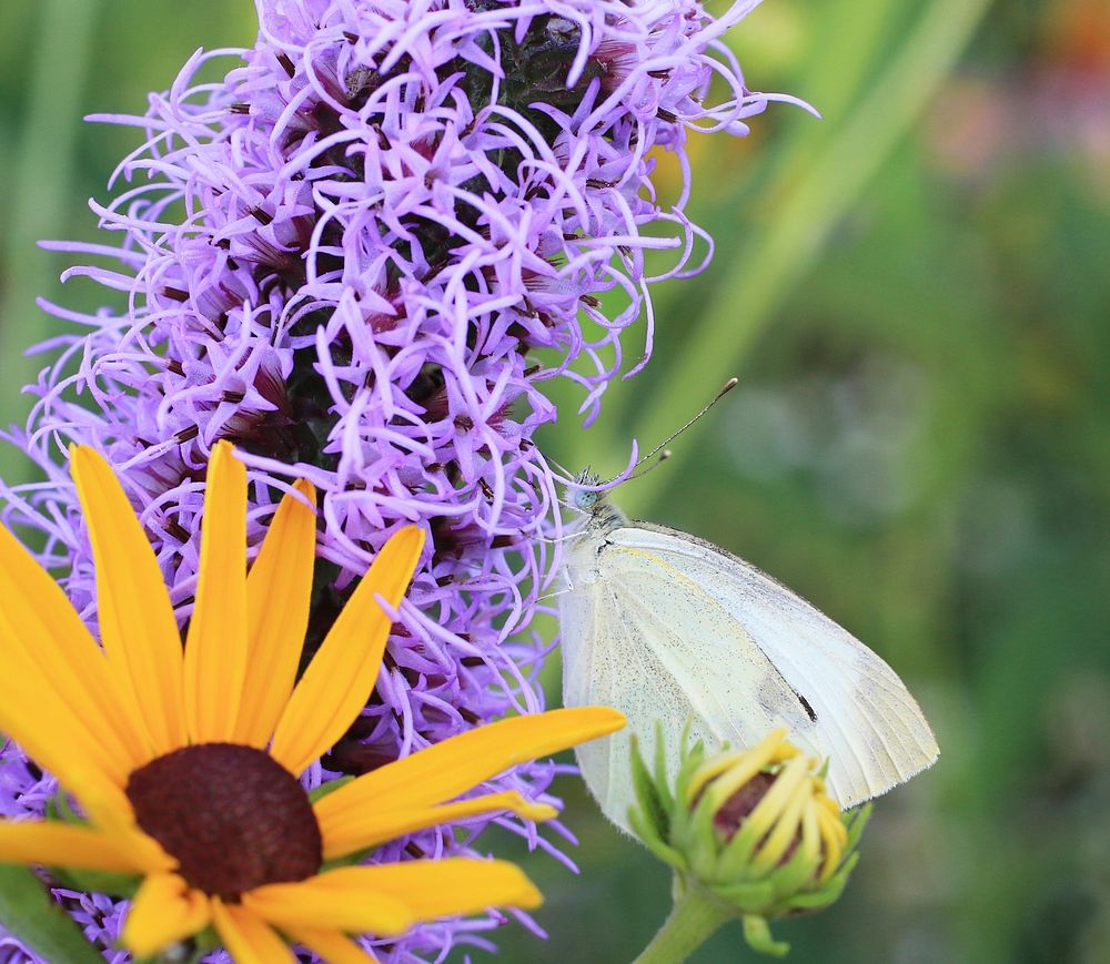 Cabbage white butterflyPhoto by Mike Budd/USFWS. Original public domain image from Flickr
