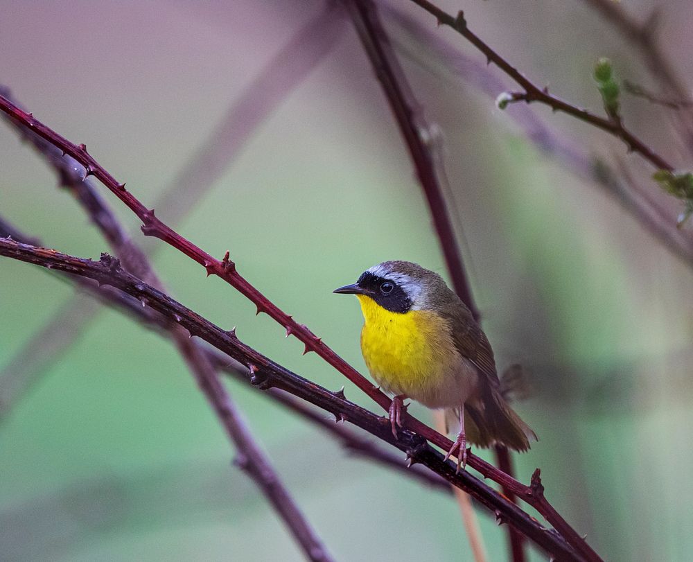 Common yellowthroatWe spotted this common yellowthroat at Schlee Waterfowl Production Area, a unit of Michigan Wetland…