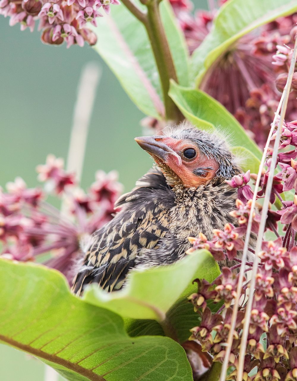 Fledgling red-winged blackbird on a common milkweed plantHey, that's not a monarch! We spotted this red-winged blackbird…