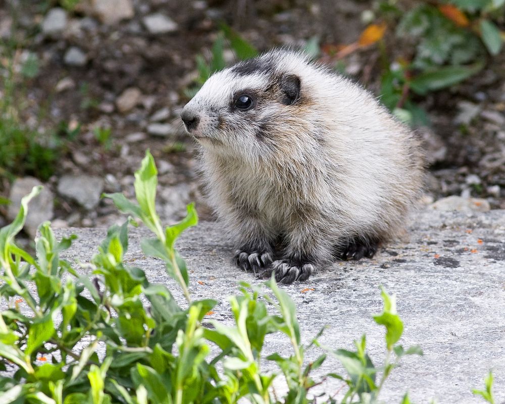 Marmot baby Photo by Ken Conger. Original public domain image from Flickr