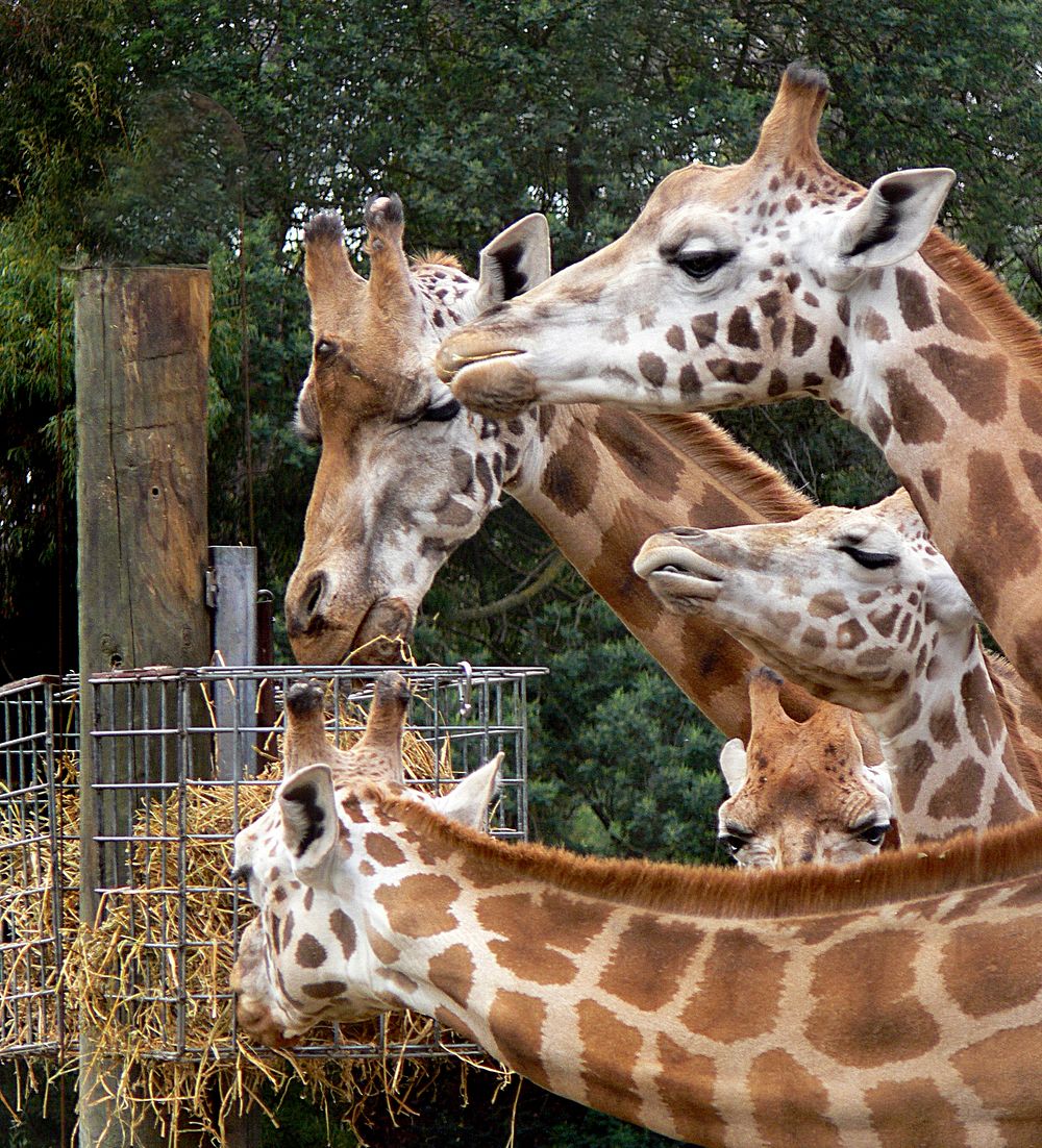 Giraffes feeding. Original public domain image from Flickr