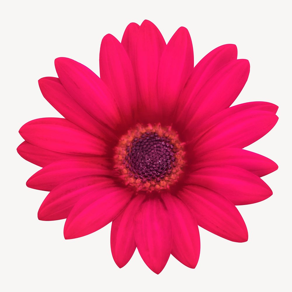 Pink daisy collage element psd