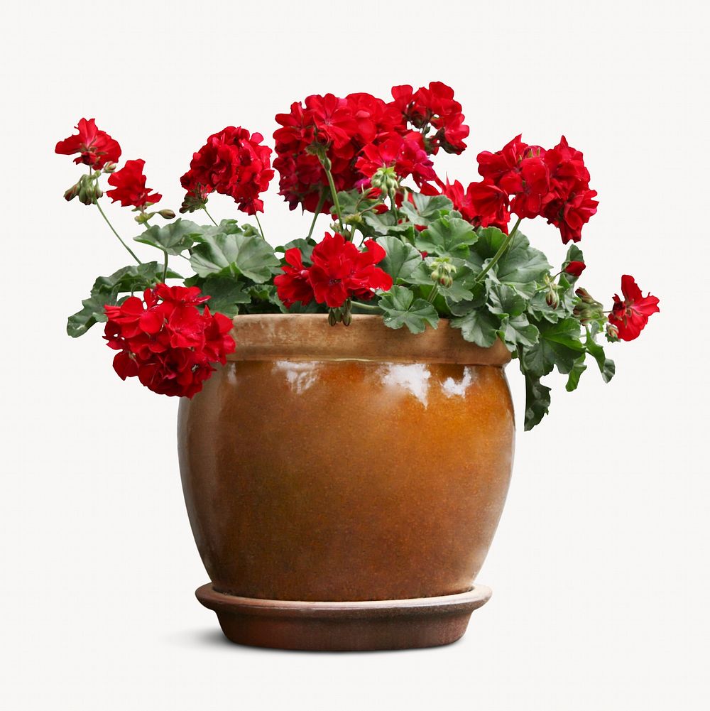 Red flower, botanical design